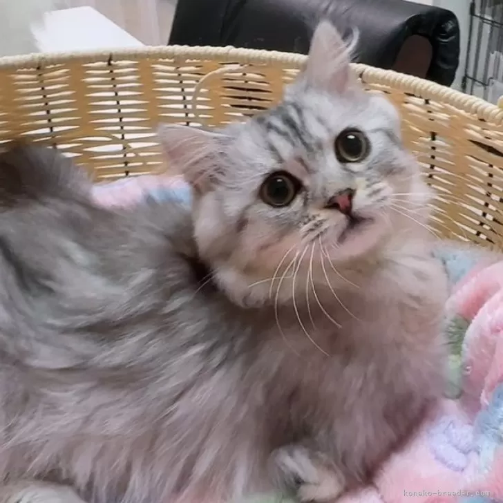 ID：2504-01450の子猫