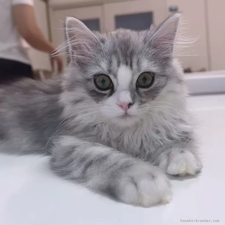 ID：2504-01289の子猫