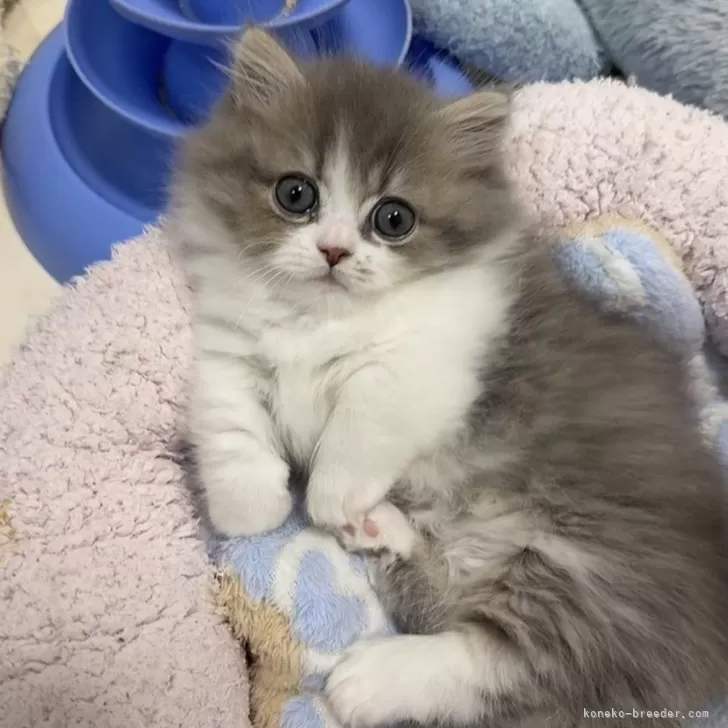 ID：2511-01997の子猫