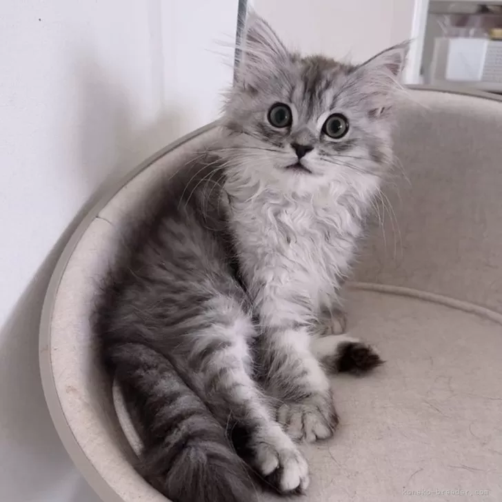 ID:2504-03269の子猫