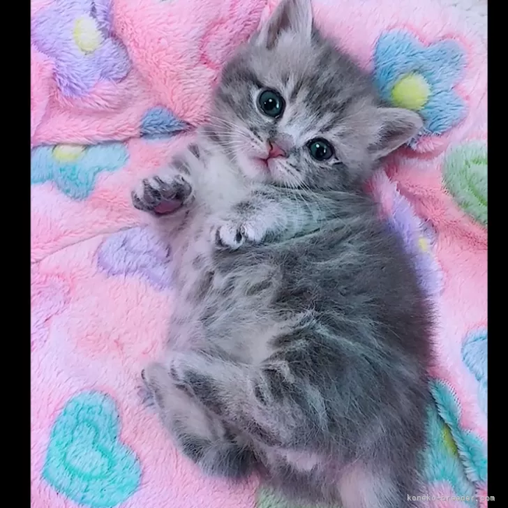 ID：2502-00797の子猫