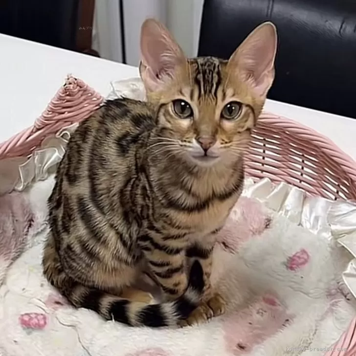 ID:2411-00716の子猫