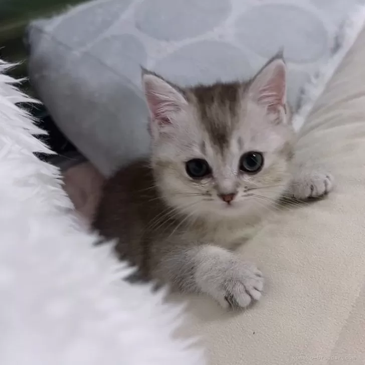 ID：2506-02675の子猫