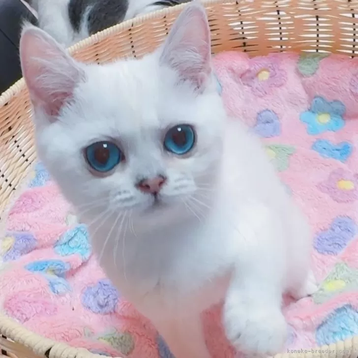 ID：2505-02130の子猫