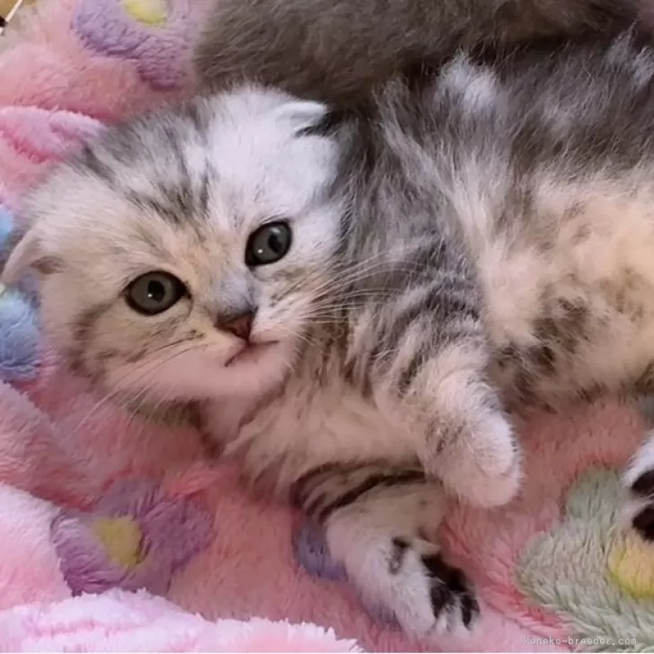 ID：2505-03991の子猫