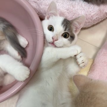 マンチカン(短足)【京都府・男の子・2025年7月9日・ホワイトバン（ショート）】の写真「きゅるるんおめめにピンクのお鼻💓」