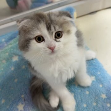 マンチカン(長足)【京都府・女の子・2025年8月27日・ダイリュートキャリコ（ロング）】の写真「人気の毛色とキュートすぎるお顔🩷」