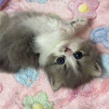 ミヌエット(短足)【京都府・男の子・2025年10月16日・ブルー&ホワイト（ロング）】の写真「超最高な毛色顔面特別なbaby🩵」