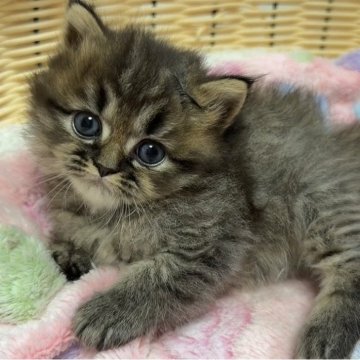 ミヌエット(長足)【京都府・男の子・2025年10月16日・ブラウンタビー（ロング）】の写真「くまちゃんみたいなお顔🧸」