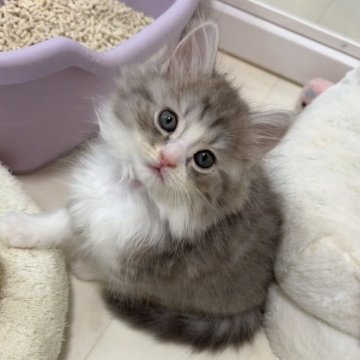 マンチカン(長足)【京都府・男の子・2025年9月27日・ブルー&ホワイト（ロング）】の写真「みんな大好きブルー＆ホワイトハチワレ男の子🩵」