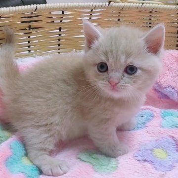 マンチカン(短足)【京都府・男の子・2025年8月5日・クリームタビー（ショート）】の写真「きゅるきゅるおめめの困り顔くん🥹」