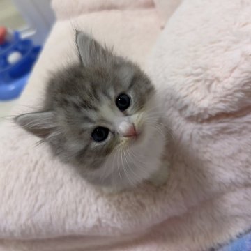 マンチカン(長足)【京都府・男の子・2025年9月27日・ブルー&ホワイト（ロング）】の写真「みんな大好きブルー＆ホワイトハチワレ男の子🩵」