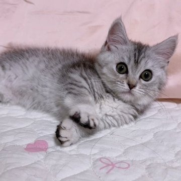 ミヌエット(短足)【京都府・女の子・2025年3月5日・シルバータビー（ショート）】の写真「ちっちゃめきゅるるんおめめのお姫様👸」
