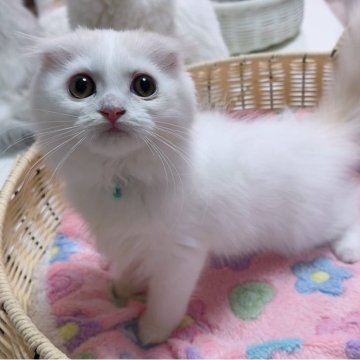 スコティッシュフォールド(折れ耳)【京都府・男の子・2025年4月12日・クリームタビー&ホワイト（ロング）】の写真「フワンフワンのあざと垂れ耳🩷」