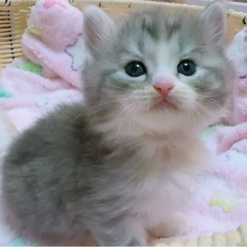 マンチカン(長足)【京都府・男の子・2025年9月27日・ブルー&ホワイト（ロング）】の写真「みんな大好きブルー＆ホワイトハチワレ男の子🩵」