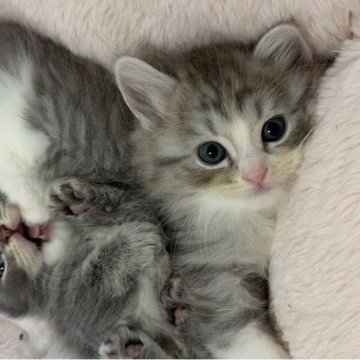 マンチカン(長足)【京都府・男の子・2025年9月27日・ブルー&ホワイト（ロング）】の写真「みんな大好きブルー＆ホワイトハチワレ男の子🩵」