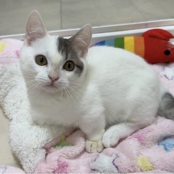 マンチカン(短足)【京都府・男の子・2025年7月9日・ホワイトバン（ショート）】の写真「きゅるるんおめめにピンクのお鼻💓」