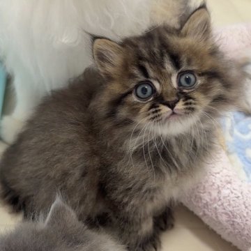 ミヌエット(長足)【京都府・男の子・2025年10月16日・ブラウンタビー（ロング）】の写真「くまちゃんみたいなお顔🧸」