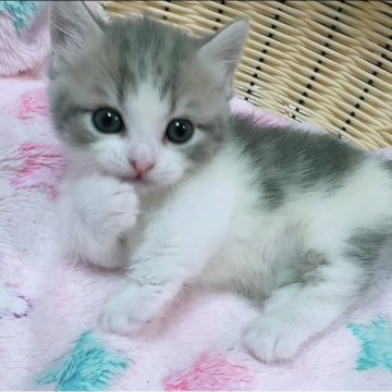 マンチカン(短足)【京都府・女の子・2025年7月9日・ブルー&ホワイト（ショート）】の写真「コロコロかわいいちっちゃなお姫様💕」