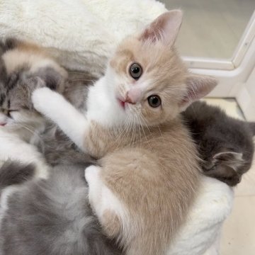 マンチカン(長足)【京都府・男の子・2025年10月2日・クリーム&ホワイト（ショート）】の写真「きゅるきゅるおめめのクリームハチワレくん🐹」