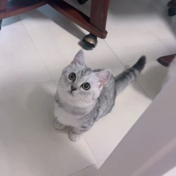 ミヌエット(短足)【京都府・女の子・2025年3月5日・シルバータビー（ショート）】の写真「ちっちゃめきゅるるんおめめのお姫様👸」