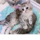 ミヌエット(長足)