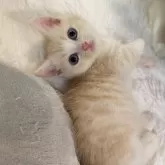 マンチカン(短足)