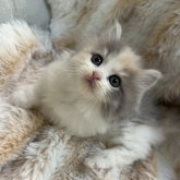 マンチカン(短足)