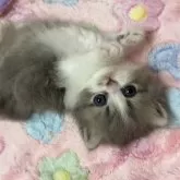 ミヌエット(短足)