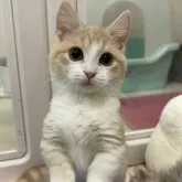 マンチカン(短足)