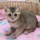 ブリティッシュゴールデン×ベンガル
