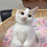 マンチカン(長足)