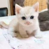 マンチカン(短足)