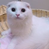 スコティッシュフォールド(折れ耳)