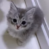 マンチカン(短足)