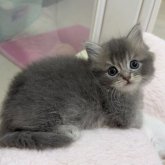 マンチカン(短足)