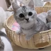 ミヌエット(短足)
