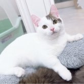 マンチカン(短足)