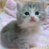 マンチカン(長足)