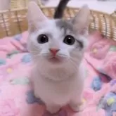 マンチカン(短足)
