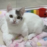 マンチカン(短足)