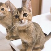 ブリティッシュゴールデン×ベンガル