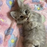 マンチカン(短足)