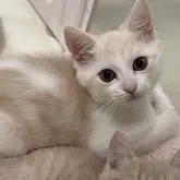 マンチカン(長足)