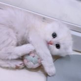 マンチカン(長足)