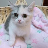 マンチカン(短足)