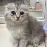 スコティッシュフォールド(折れ耳)