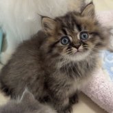 ミヌエット(長足)