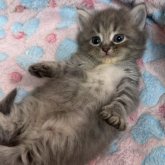 マンチカン(短足)