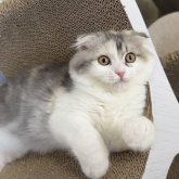 マンチカン(長足)